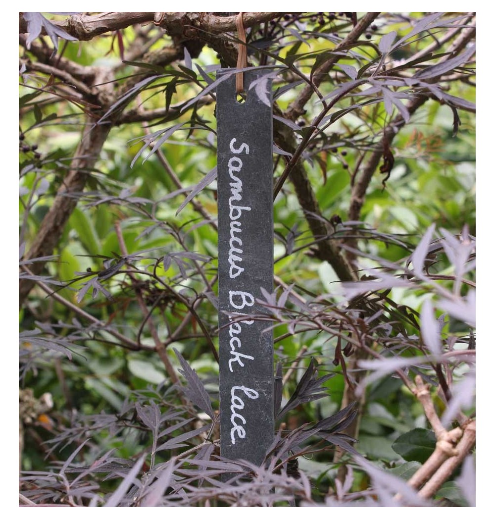 Marque plante en ardoise naturelle longue 20x3cm