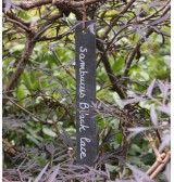 Marque plante en ardoise naturelle longue 20x3cm