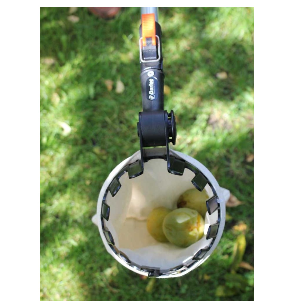 cueille fruit darlac