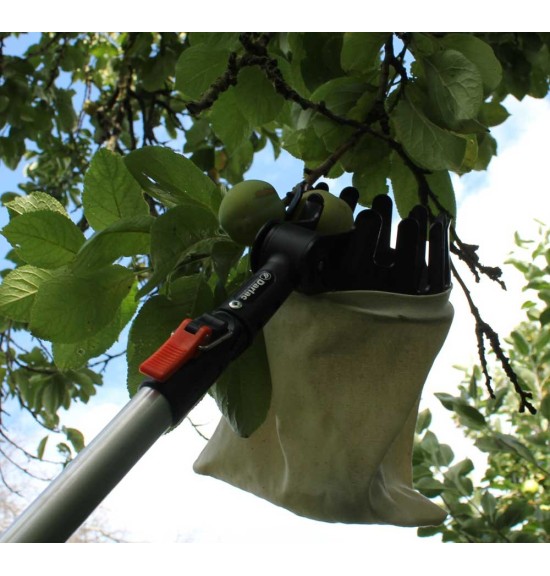 cueille fruit darlac