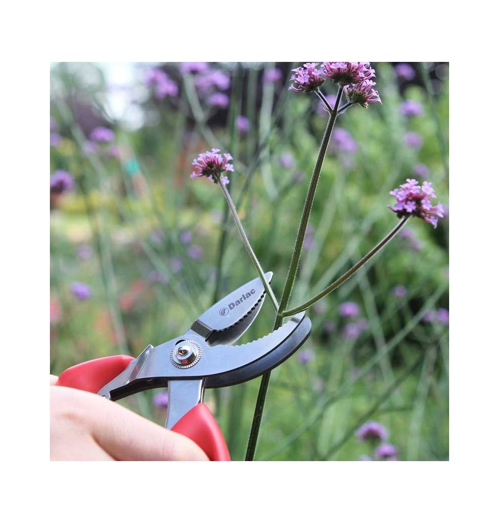 Sécateur de cueillette