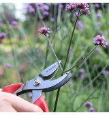 Sécateur de cueillette