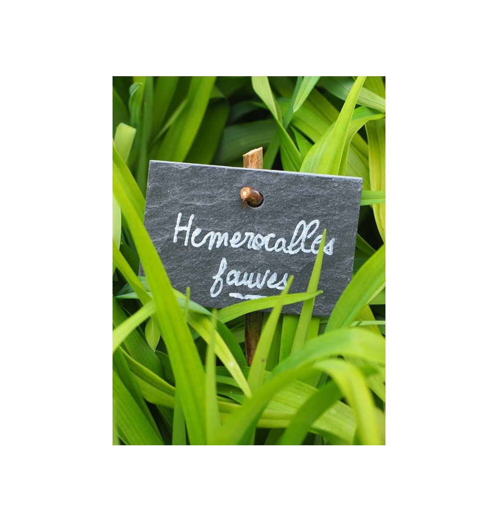 Etiquette ardoise naturelle