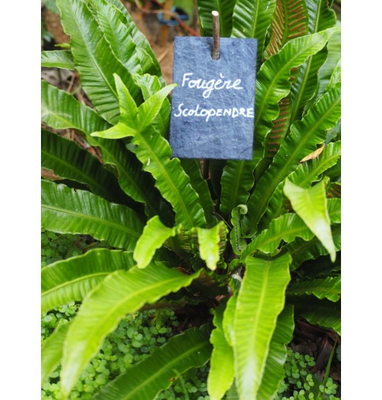 Marque Plante Naturelle en Ardoise