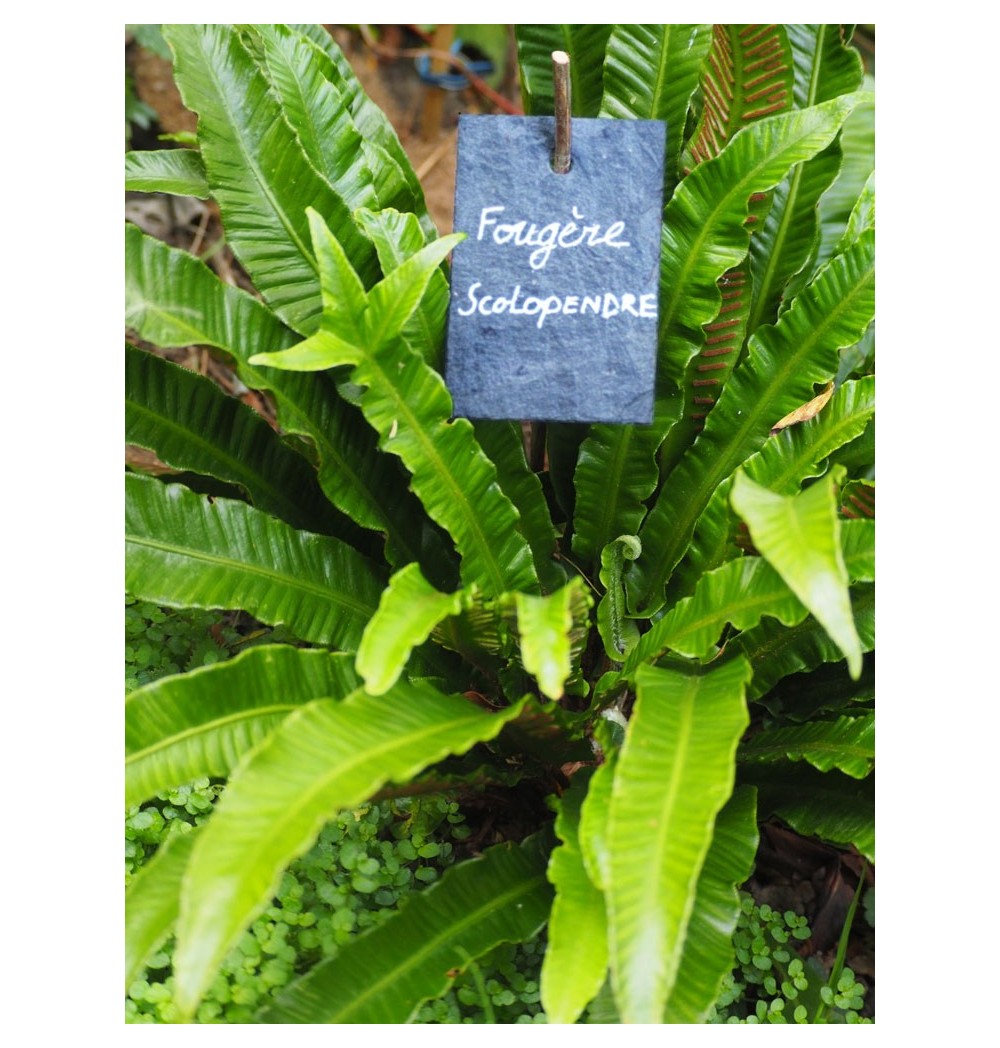 Marque Plante Naturelle en Ardoise