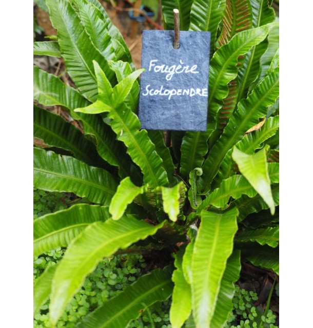 Marque Plante Naturelle en Ardoise