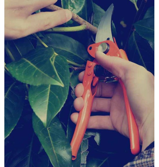 Sécateur Vigne ORANGEPRO