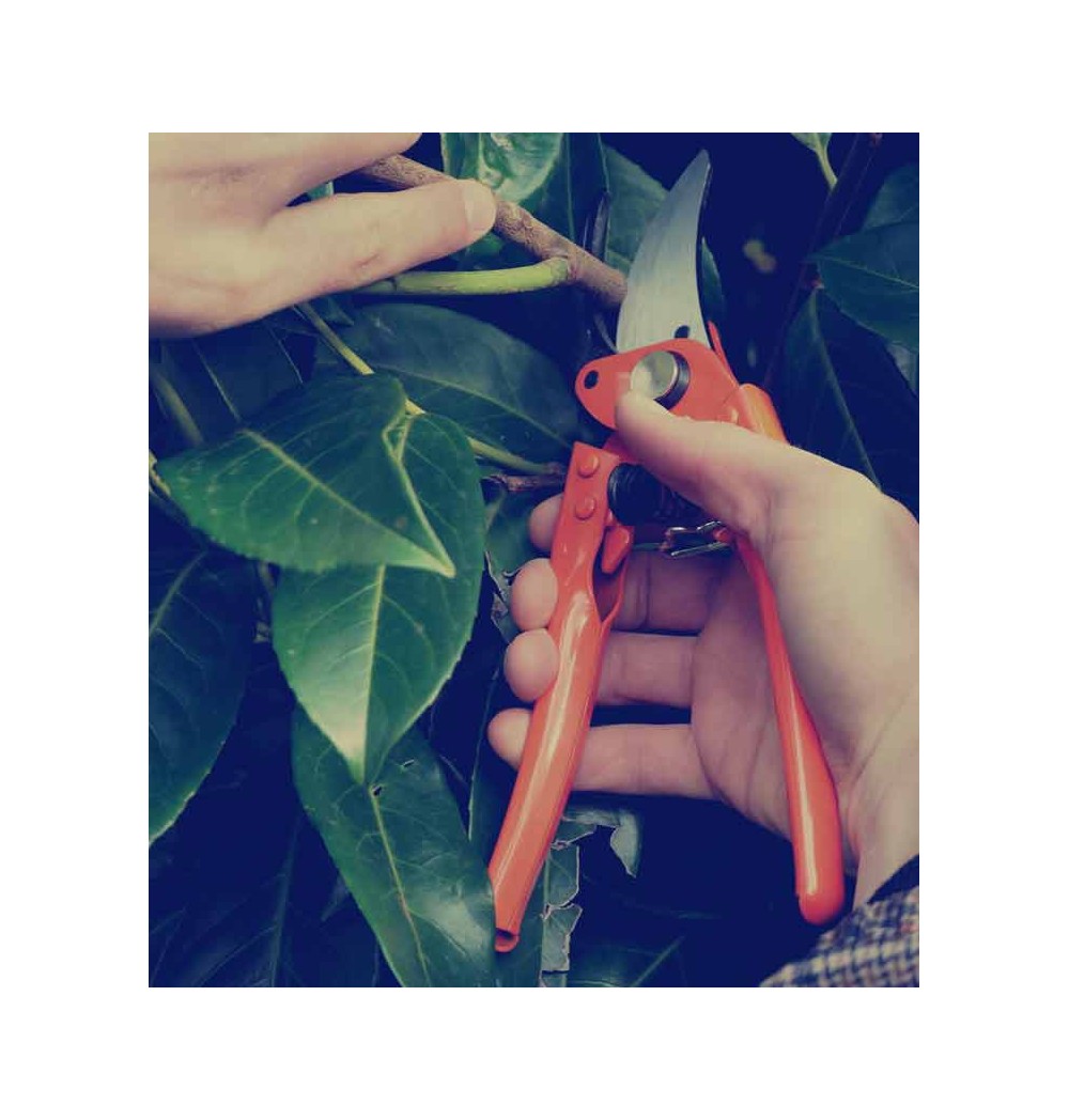 Sécateur Vigne ORANGEPRO