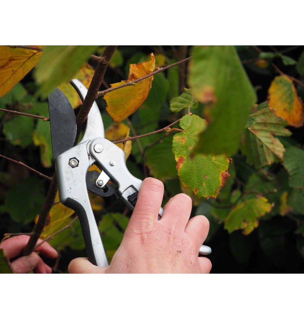 sécateur crémaillère taille de branche