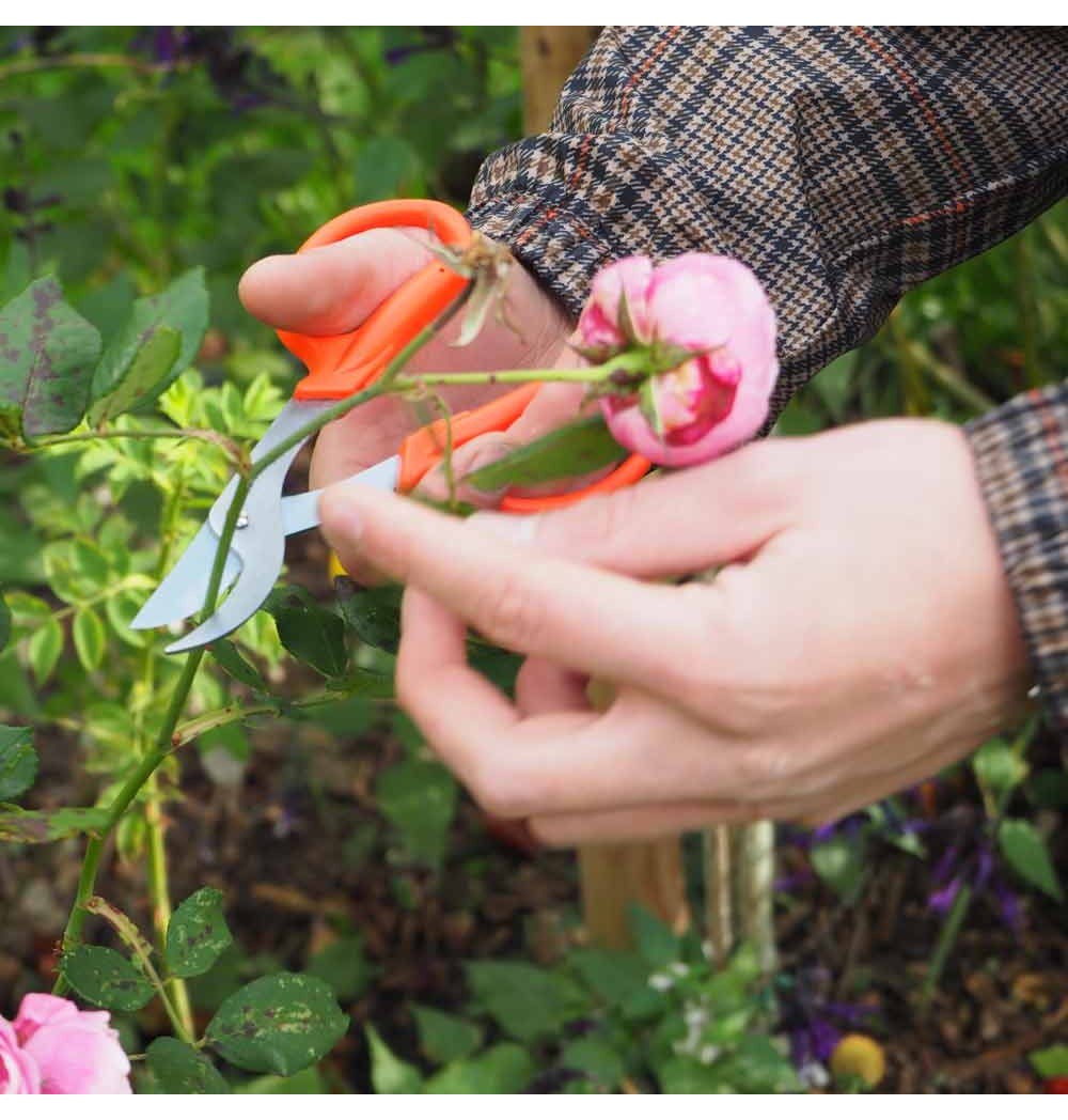 Ciseaux ORANGE BONSAÏ