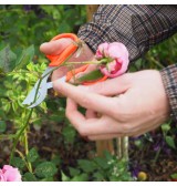 Ciseaux ORANGE BONSAÏ