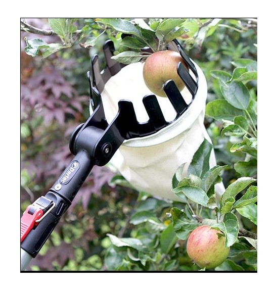 cueille fruit darlac