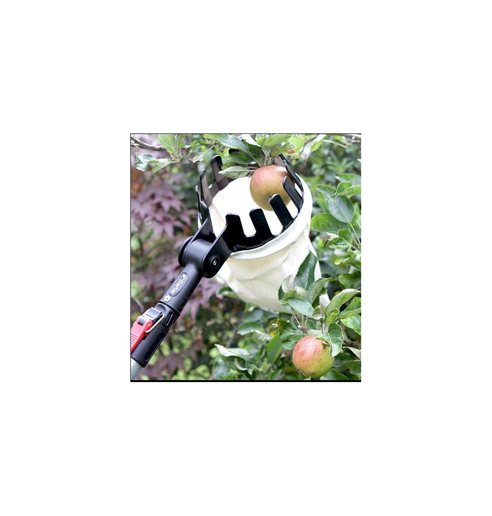 cueille fruit darlac