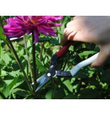 Sécateur Japonais OKATSUNE