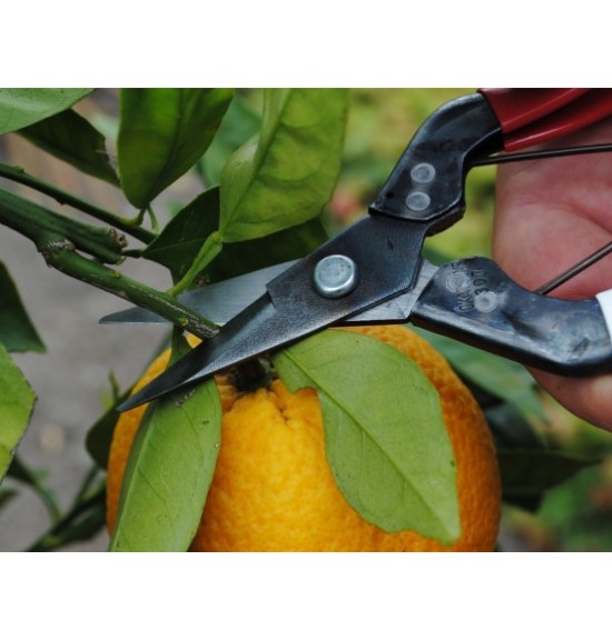 Sécateur Japonais OKATSUNE