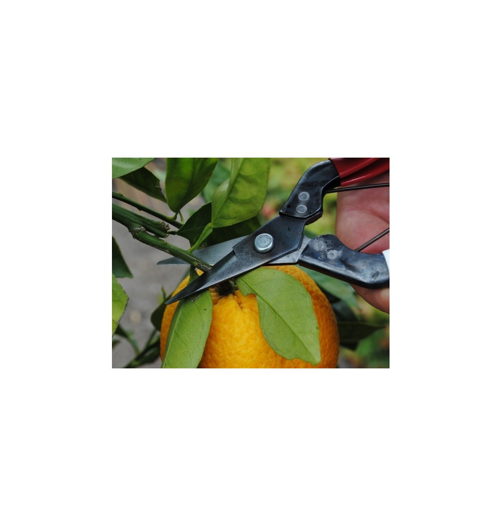 Sécateur Japonais OKATSUNE