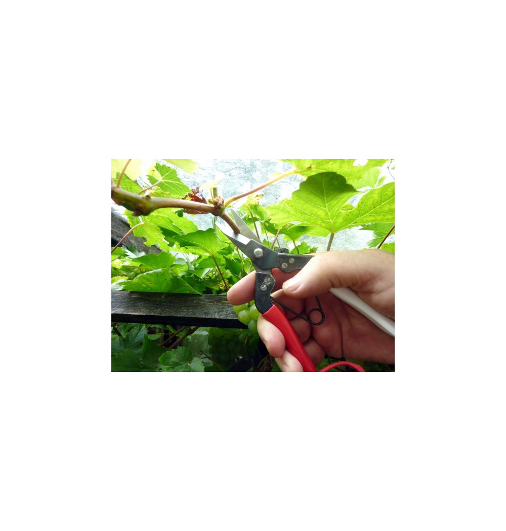 Sécateur Japonais OKATSUNE