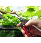 Sécateur Japonais OKATSUNE